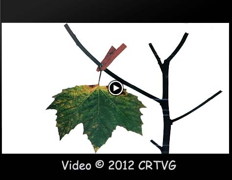 video_barbadas